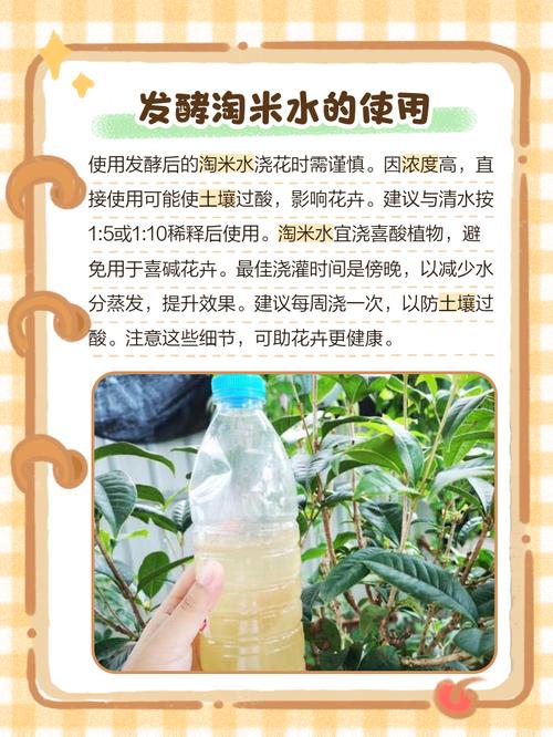 淘米水花肥的制作方法,如何制作淘米水花肥?-第3张图片-优品飞百科 淘米水花肥的制作方法,如何制作淘米水花肥?-第3张图片-优品飞百科