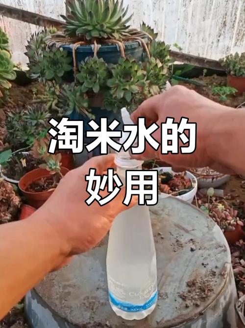淘米水花肥的制作方法,如何制作淘米水花肥?-第4张图片-优品飞百科 淘米水花肥的制作方法,如何制作淘米水花肥?-第4张图片-优品飞百科