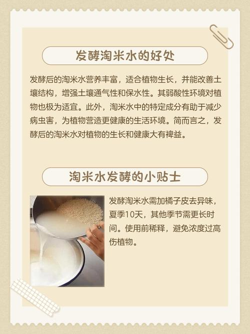 淘米水花肥的制作方法,如何制作淘米水花肥?-第7张图片-优品飞百科 淘米水花肥的制作方法,如何制作淘米水花肥?-第7张图片-优品飞百科