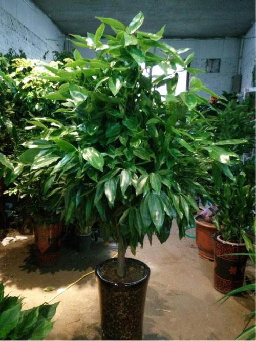 平安树怎么养才好？平安树怎样养植？-第2张图片-优品飞百科