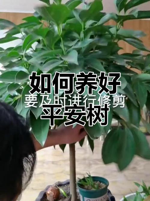 平安树怎么养才好？平安树怎样养植？