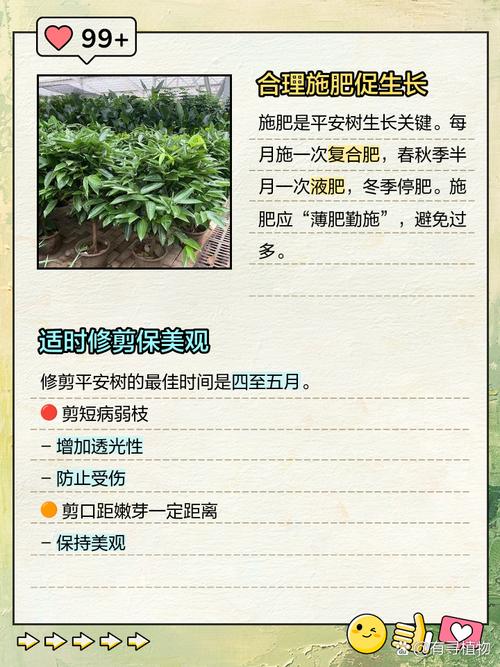 平安树怎么养才好？平安树怎样养植？-第3张图片-优品飞百科