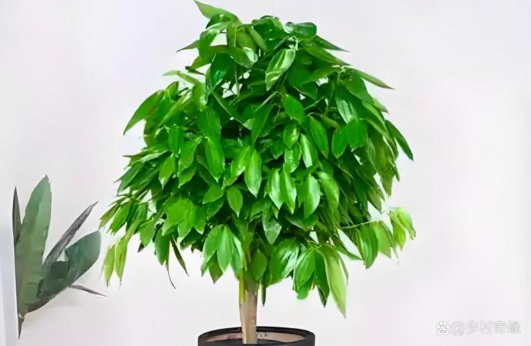 平安树怎么养才好？平安树怎样养植？-第4张图片-优品飞百科