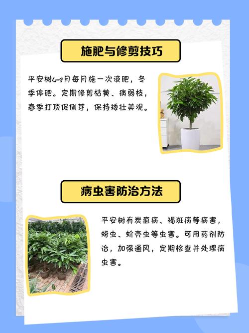 平安树怎么养才好？平安树怎样养植？-第5张图片-优品飞百科
