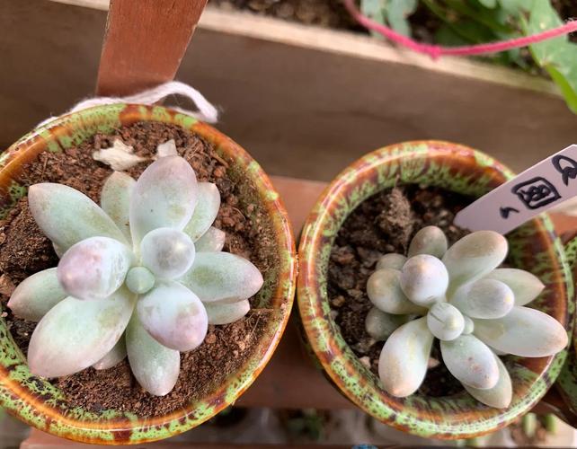 桃美人夏天怎么养？桃美人夏季休眠吗？