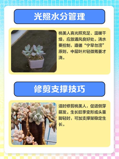 桃美人夏天怎么养?桃美人夏季休眠吗?-第2张图片-优品飞百科 桃美人夏天怎么养?桃美人夏季休眠吗?-第2张图片-优品飞百科