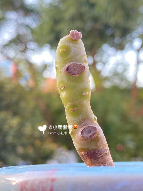 桃美人夏天怎么养?桃美人夏季休眠吗?-第3张图片-优品飞百科 桃美人夏天怎么养?桃美人夏季休眠吗?-第3张图片-优品飞百科