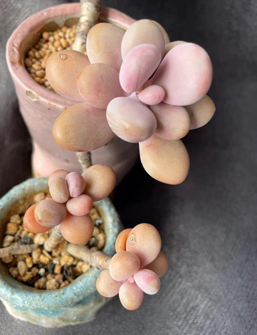 桃美人夏天怎么养?桃美人夏季休眠吗?-第4张图片-优品飞百科 桃美人夏天怎么养?桃美人夏季休眠吗?-第4张图片-优品飞百科