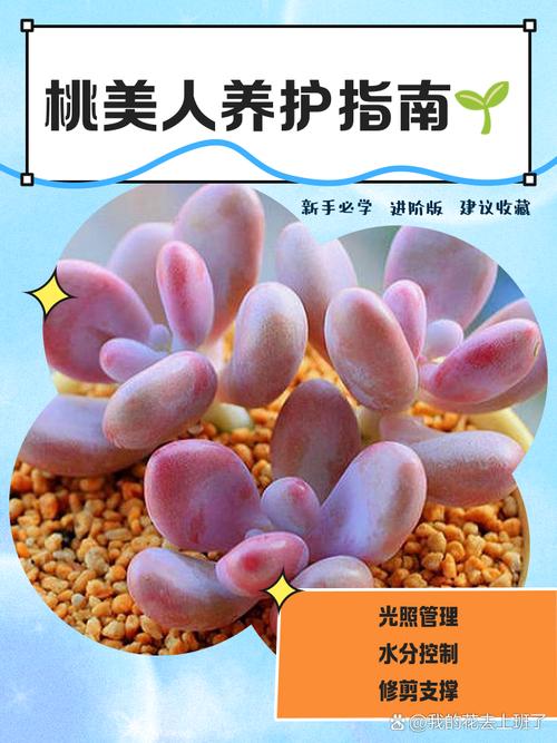 桃美人夏天怎么养?桃美人夏季休眠吗?-第5张图片-优品飞百科 桃美人夏天怎么养?桃美人夏季休眠吗?-第5张图片-优品飞百科