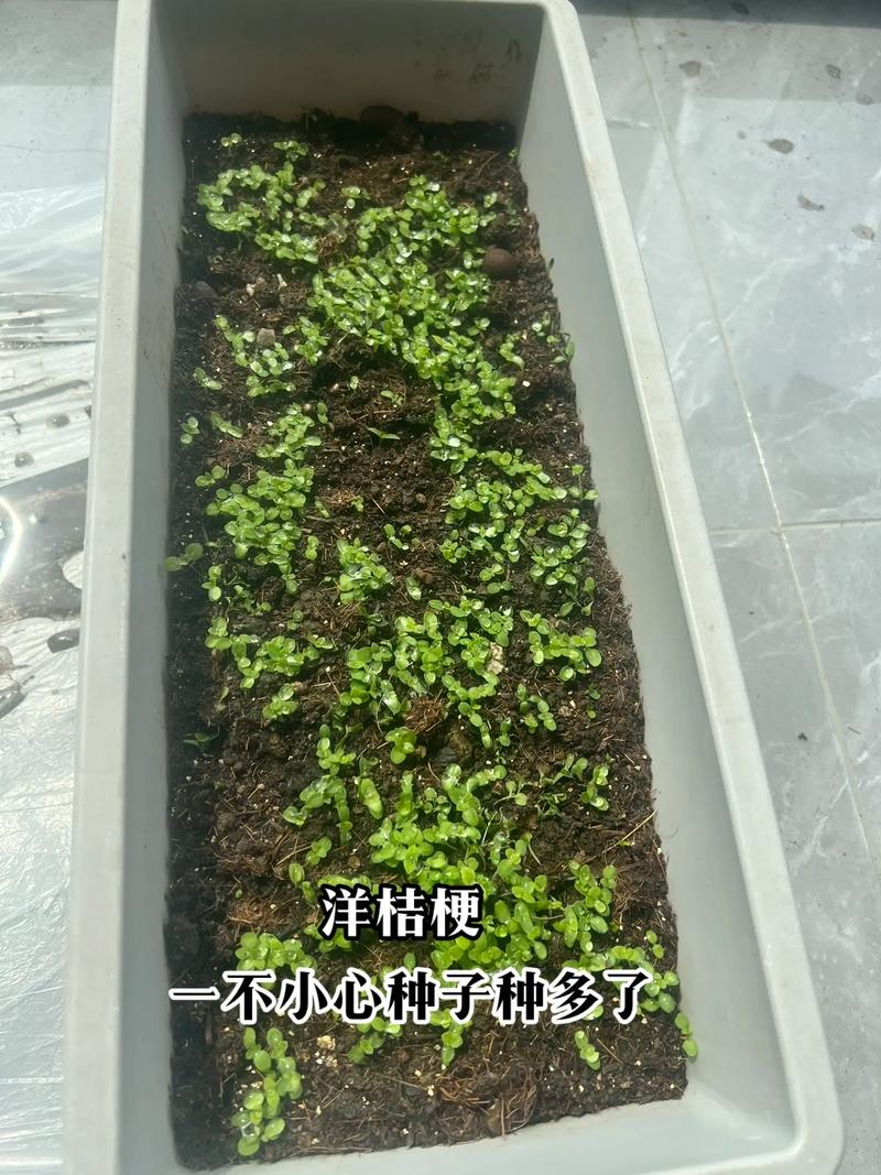 洋桔梗水养技巧，洋桔梗水养技巧图解-第2张图片-优品飞百科