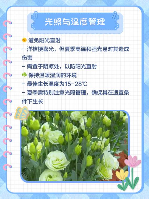 洋桔梗水养技巧，洋桔梗水养技巧图解-第3张图片-优品飞百科