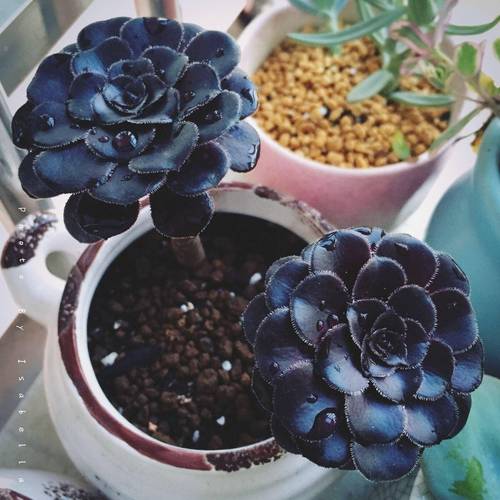 喷火龙缀化怎么过冬？喷火龙的最佳配招？