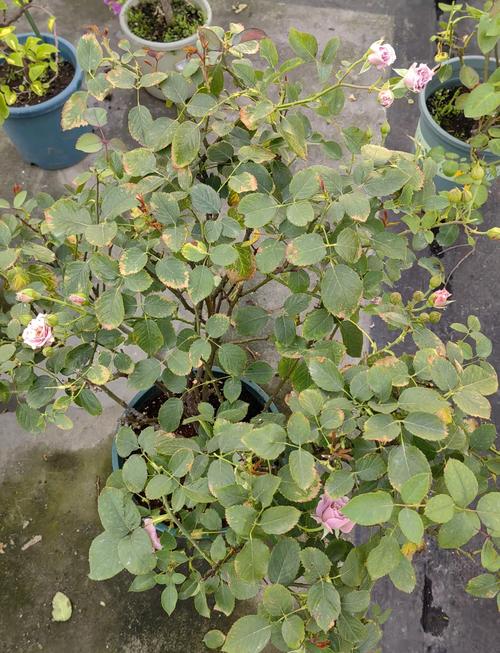 喷火龙缀化怎么过冬?喷火龙的最佳配招?-第2张图片-优品飞百科 喷火龙缀化怎么过冬?喷火龙的最佳配招?-第2张图片-优品飞百科