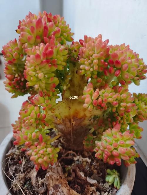 喷火龙缀化怎么过冬?喷火龙的最佳配招?-第3张图片-优品飞百科 喷火龙缀化怎么过冬?喷火龙的最佳配招?-第3张图片-优品飞百科