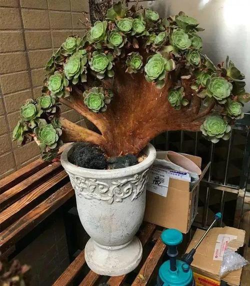 喷火龙缀化怎么过冬?喷火龙的最佳配招?-第6张图片-优品飞百科 喷火龙缀化怎么过冬?喷火龙的最佳配招?-第6张图片-优品飞百科