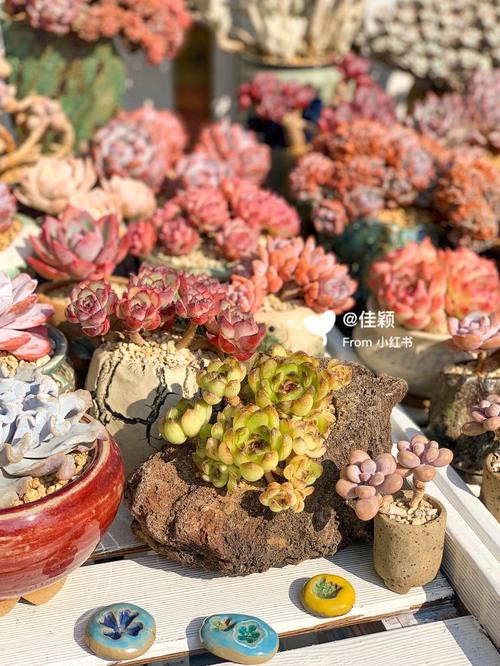 喷火龙缀化怎么过冬?喷火龙的最佳配招?-第7张图片-优品飞百科 喷火龙缀化怎么过冬?喷火龙的最佳配招?-第7张图片-优品飞百科