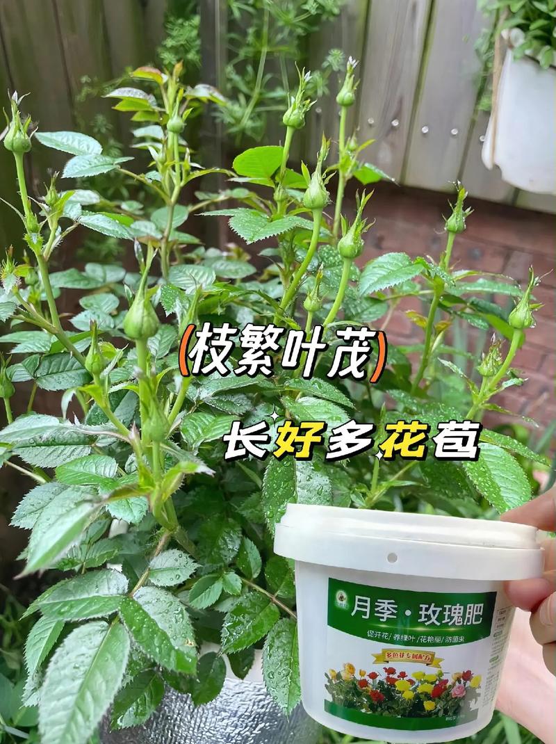 月季花用什么肥料最佳,月季花用什么肥料最佳养护?-第2张图片-优品飞百科 月季花用什么肥料最佳,月季花用什么肥料最佳养护?-第2张图片-优品飞百科