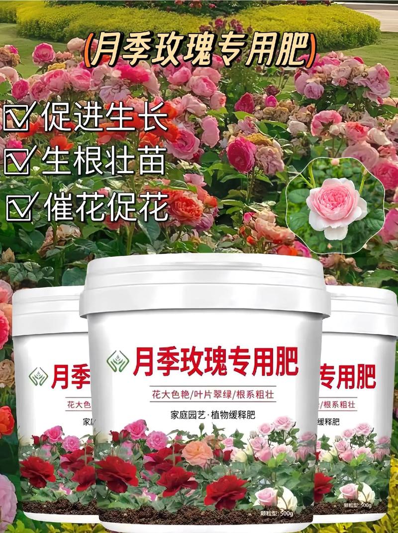 月季花用什么肥料最佳,月季花用什么肥料最佳养护?-第4张图片-优品飞百科 月季花用什么肥料最佳,月季花用什么肥料最佳养护?-第4张图片-优品飞百科
