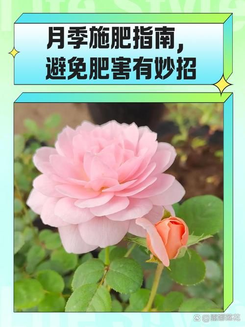 月季花用什么肥料最佳,月季花用什么肥料最佳养护?-第6张图片-优品飞百科 月季花用什么肥料最佳,月季花用什么肥料最佳养护?-第6张图片-优品飞百科