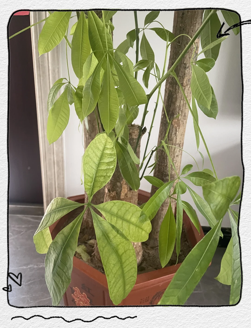 发财树叶子太多怎么剪，发财树树叶太多怎么修剪