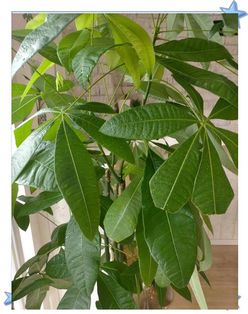 发财树叶子太多怎么剪,发财树树叶太多怎么修剪-第2张图片-优品飞百科 发财树叶子太多怎么剪,发财树树叶太多怎么修剪-第2张图片-优品飞百科