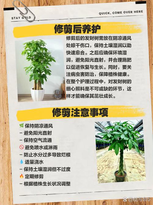 发财树叶子太多怎么剪,发财树树叶太多怎么修剪-第5张图片-优品飞百科 发财树叶子太多怎么剪,发财树树叶太多怎么修剪-第5张图片-优品飞百科