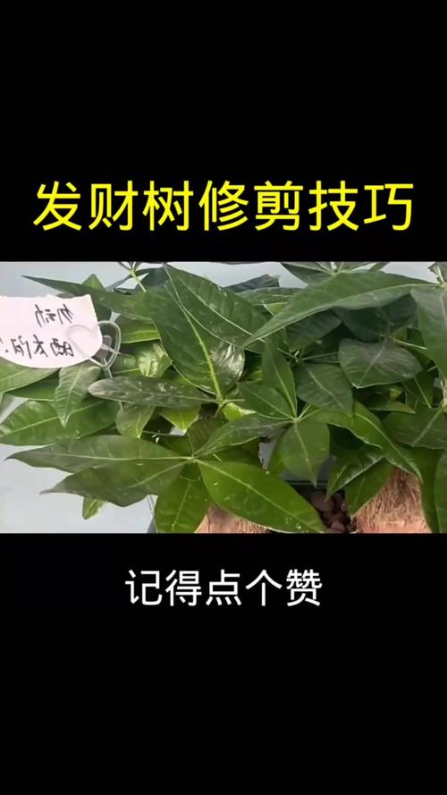 发财树叶子太多怎么剪,发财树树叶太多怎么修剪-第4张图片-优品飞百科 发财树叶子太多怎么剪,发财树树叶太多怎么修剪-第4张图片-优品飞百科