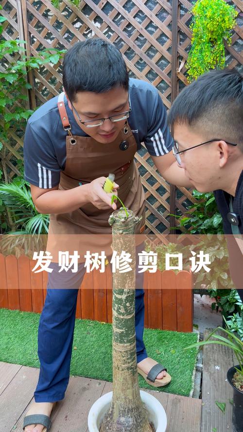发财树叶子太多怎么剪,发财树树叶太多怎么修剪-第6张图片-优品飞百科 发财树叶子太多怎么剪,发财树树叶太多怎么修剪-第6张图片-优品飞百科