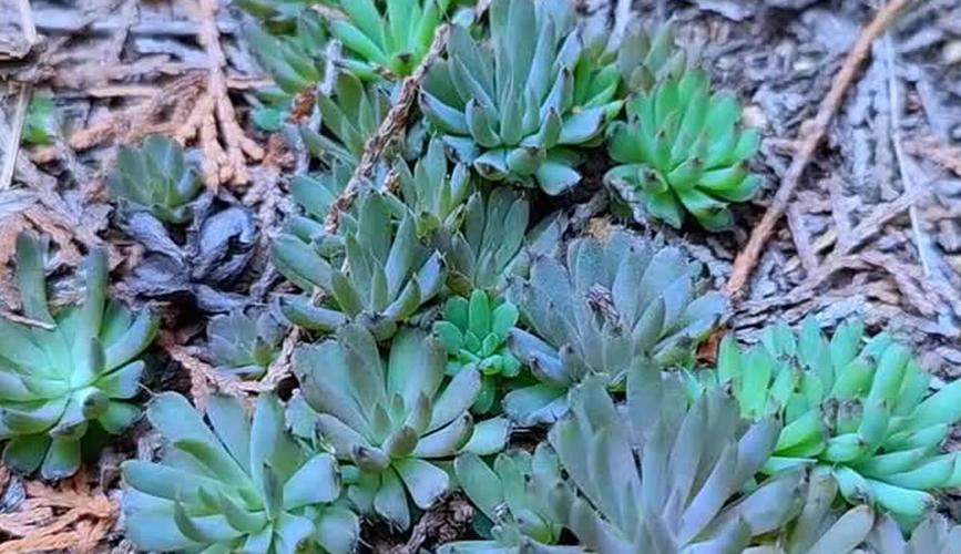 塔花瓦松种子怎么种,塔松怎么育苗?-第2张图片-优品飞百科 塔花瓦松种子怎么种,塔松怎么育苗?-第2张图片-优品飞百科