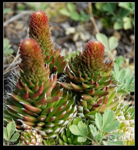 塔花瓦松种子怎么种,塔松怎么育苗?-第3张图片-优品飞百科 塔花瓦松种子怎么种,塔松怎么育苗?-第3张图片-优品飞百科