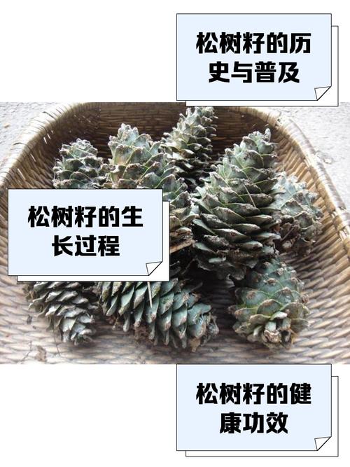 塔花瓦松种子怎么种,塔松怎么育苗?-第4张图片-优品飞百科 塔花瓦松种子怎么种,塔松怎么育苗?-第4张图片-优品飞百科