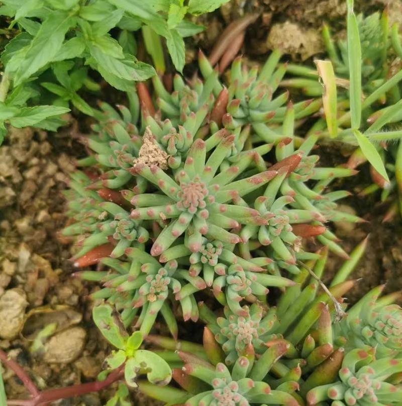 塔花瓦松种子怎么种,塔松怎么育苗?-第5张图片-优品飞百科 塔花瓦松种子怎么种,塔松怎么育苗?-第5张图片-优品飞百科