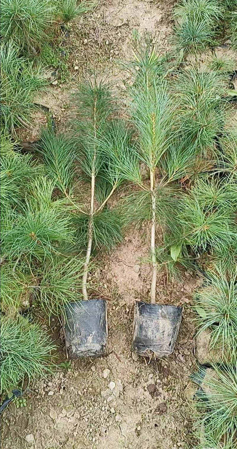 塔花瓦松种子怎么种,塔松怎么育苗?-第6张图片-优品飞百科 塔花瓦松种子怎么种,塔松怎么育苗?-第6张图片-优品飞百科