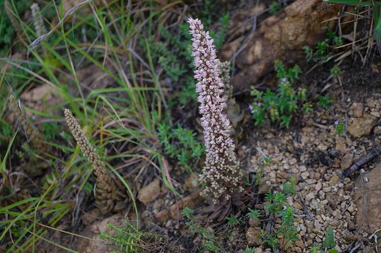 塔花瓦松种子怎么种,塔松怎么育苗?-第7张图片-优品飞百科 塔花瓦松种子怎么种,塔松怎么育苗?-第7张图片-优品飞百科