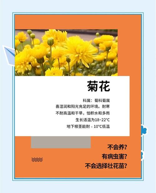 菊花秋天怎么养，菊花秋冬季节怎么养？
