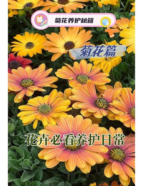 菊花秋天怎么养，菊花秋冬季节怎么养？-第2张图片-优品飞百科
