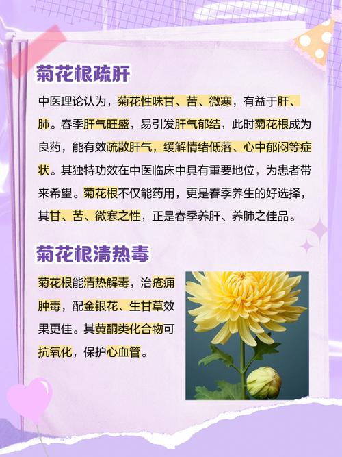 菊花秋天怎么养，菊花秋冬季节怎么养？-第3张图片-优品飞百科