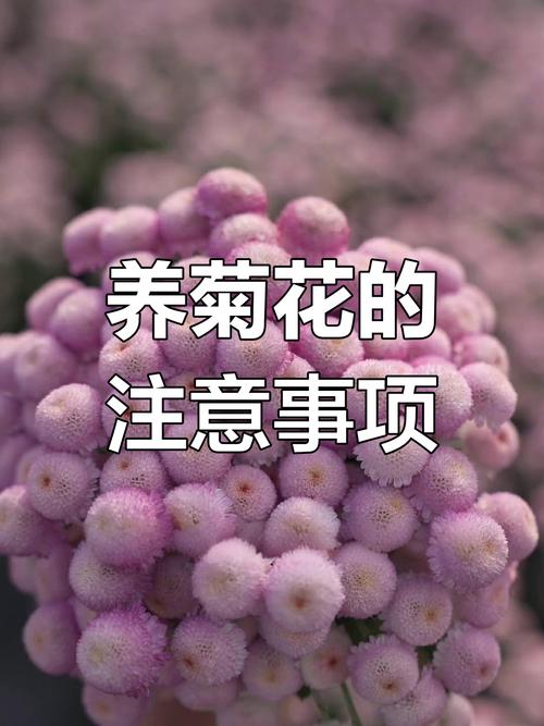 菊花秋天怎么养，菊花秋冬季节怎么养？-第4张图片-优品飞百科