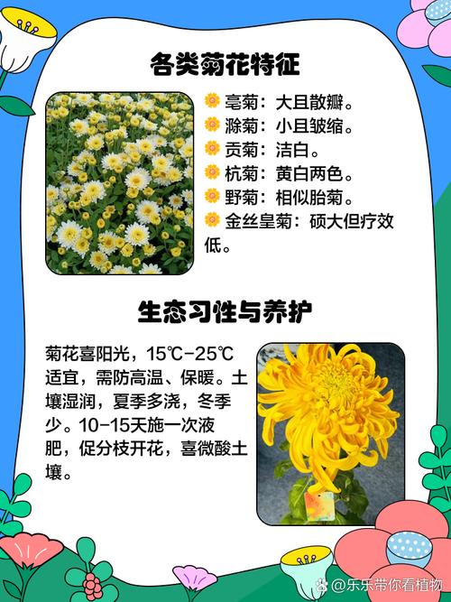 菊花秋天怎么养，菊花秋冬季节怎么养？-第5张图片-优品飞百科
