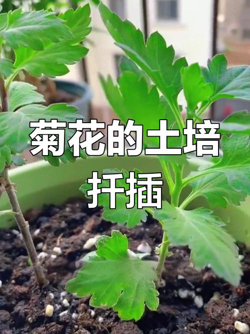 菊花秋天怎么养，菊花秋冬季节怎么养？-第7张图片-优品飞百科