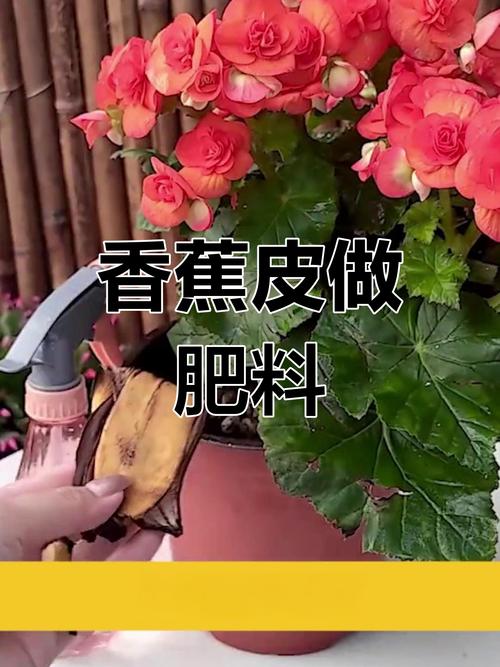 家里的花“吃”了香蕉皮之后疯长的简单介绍-第3张图片-优品飞百科