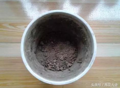 家里的花“吃”了香蕉皮之后疯长的简单介绍-第4张图片-优品飞百科