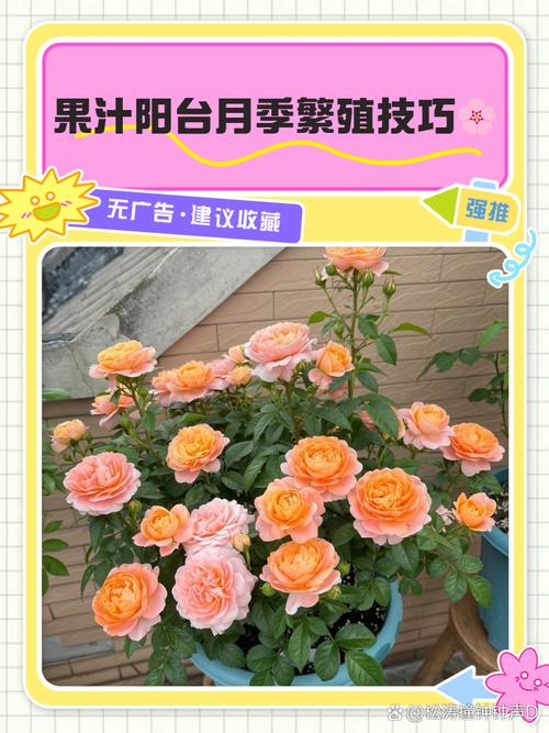家里的花“吃”了香蕉皮之后疯长的简单介绍-第5张图片-优品飞百科