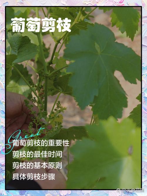 南方葡萄什么时候修剪，南方葡萄什么时候修剪枝条