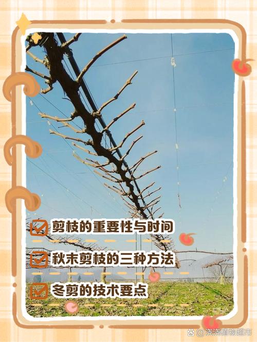 南方葡萄什么时候修剪,南方葡萄什么时候修剪枝条-第3张图片-优品飞百科 南方葡萄什么时候修剪,南方葡萄什么时候修剪枝条-第3张图片-优品飞百科