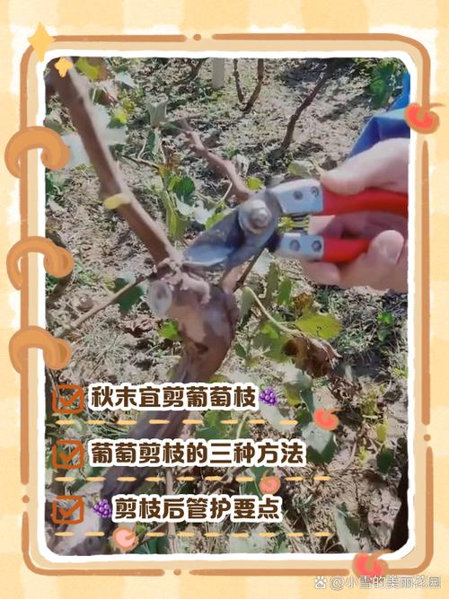 南方葡萄什么时候修剪,南方葡萄什么时候修剪枝条-第4张图片-优品飞百科 南方葡萄什么时候修剪,南方葡萄什么时候修剪枝条-第4张图片-优品飞百科
