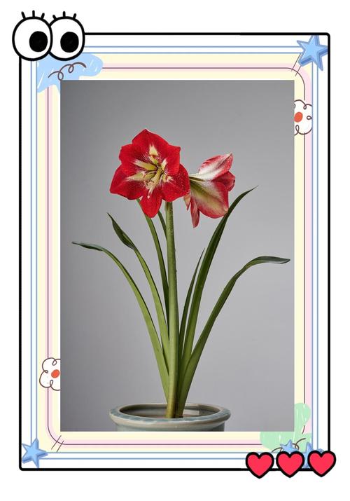 朱顶红的养花技巧，怎样养植朱顶红