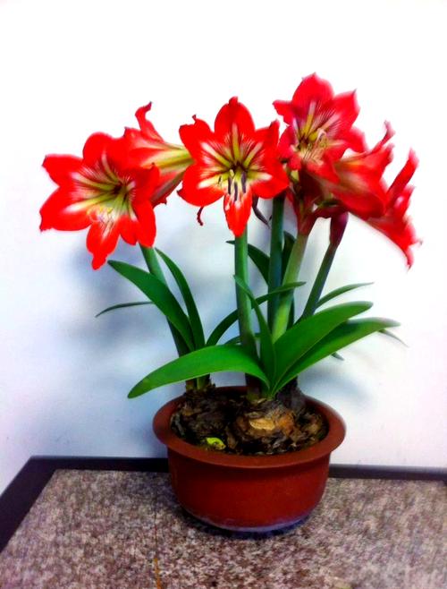 朱顶红的养花技巧，怎样养植朱顶红-第2张图片-优品飞百科