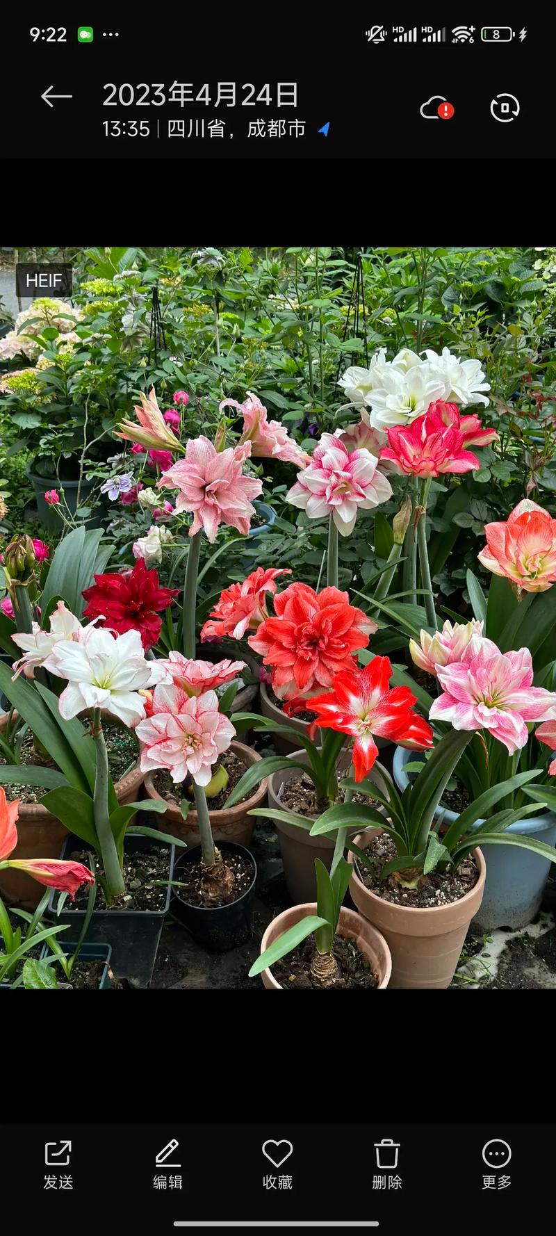 朱顶红的养花技巧，怎样养植朱顶红-第3张图片-优品飞百科