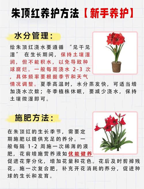 朱顶红的养花技巧，怎样养植朱顶红-第4张图片-优品飞百科